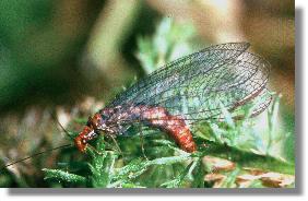 Die Florfliege Nothochrysa capitata