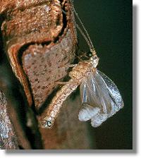 Der Taghaft Hemerobius nervosus bei der Entfaltung seiner Flgel