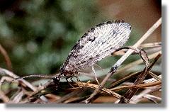 Der Taghaft Wesmaelius quadrifasciatus