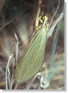 Die Ameisenjungfer Myrmecaelurus trigrammus in Ruhestellung