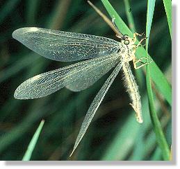 Die Ameisenjungfer Myrmecaelurus trigrammus auffliegend