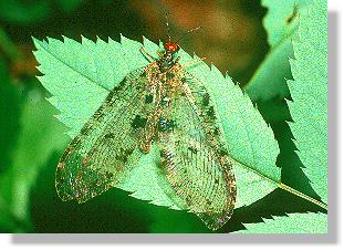 Bachhaft (Osmylus fulvicephalus) mit ausgebreiteten Flgeln