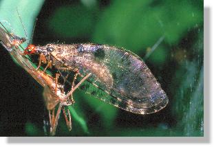 Bachhaft (Osmylus fulvicephalus) frisst Schnakenreste