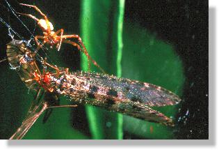 Bachhaft (Osmylus fulvicephalus) frisst im Netz der Baldachinspinne