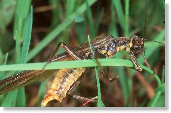 Weibchen der sTeinfliege Perla marginata