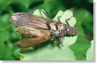 Paarung der Steinfliege Perla marginata