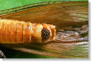 Steinfliege Perla marginata: Hinterleib des Weibchens mti Eiern