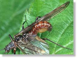 Brachyptera seticornis mit Eiballen