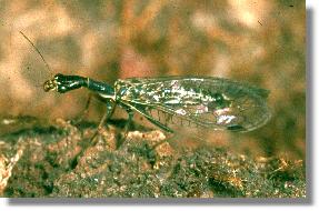 Männchen von Phaeostigma notata