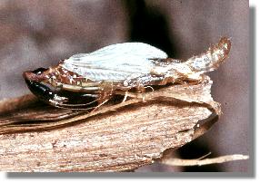 Phaeostigma bei der Hutung