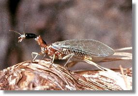 Phaeostigma notata beim Trocknen der Flgel