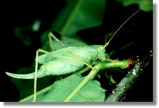 Weibchen der Gemeinen Eichenschrecke (Meconema Thalassinum)