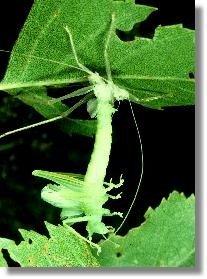 Hutung der Gemeinen Eichenschrecke (Meconema thalassinum) 