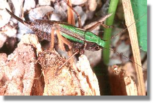 Weibchen der Kurzflügeligen Beißschrecke (Metrioptera brachyptera)