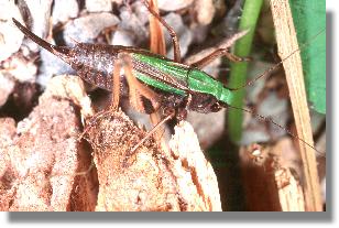 Weibchen der Kurzflgeligen Beischrecke (Metrioptera brachyptera)