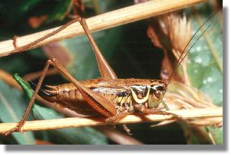 Roesels Beischrecke (Metrioptera Roeseli), Weibchen