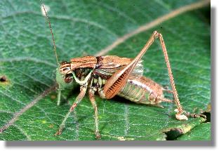 Roesels Beischrecke (Metrioptera Roeseli), Mnnchen