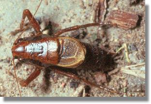 Larve der Alpen-Strauchschrecke (Pholidoptera aptera)