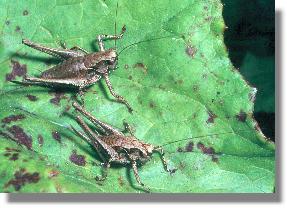 Zwei weibliche Larven der Gemeinen Strauchschrecke (Pholidoptera griseoaptera)