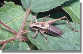 Erwachsenes Mnnchen der Gemeinen Strauchschrecke (Pholidoptera griseoaptera)