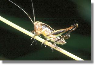 Mnnliche Larve der Westlichen Beischrecke (Platycleis albopunctata)