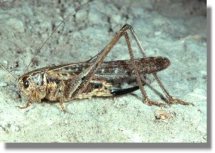 Weibchen der Westlichen Beischrecke (Platycleis albopunctata)