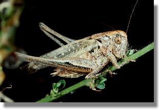 Mnnchen der Braunfleckigen Beischrecke (Platycleis tesselata)