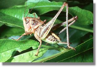 Weibchen der Braunfleckigen Beischrecke (Platycleis tesselata)