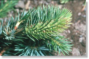 Galle der Sitka-Fichtengallenlaus (Gilletteella cooleyi) auf Sitka-Fichte