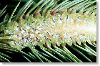 Aufgeschnittene Galle der Sitka-Fichtengallenlaus (Gilletteella cooleyi)