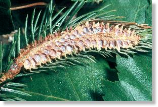 Aufgeschnittene Galle der Sitka-Fichtengallenlaus (Gilletteella cooleyi)