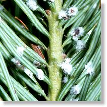 Sitka-Fichtengallenlaus (Gilletteella cooleyi) auf Douglasie