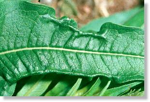 Galle des Weidenrschen-Blattflohs (Craspedolepta subpunctata)