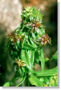 Galle der Labkraut-Blattlaus (Aphis galiiscabri) am vegetativen Spross