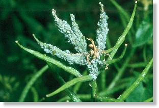 Mehlige Kohl-Blattlaus (Brevicoryne brassicae) an den Fruchtschoten des Kreuzbltlers