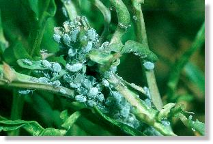 Wachsig überpudert: Mehlige Kohl-Blattlaus (Brevicoryne brassicae) 