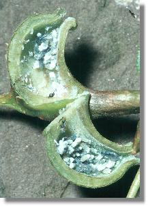 Aufgeschnittene Galle der Salatwurzellaus (Pemphigus bursarius) 