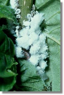 Wachsberzogene Eschenblattnestluse (Prociphilus fraxini) mit Wachsflocken