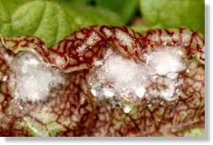 Wachswolle des Eschen-Blattflohs (Psyllopsis fraxini)