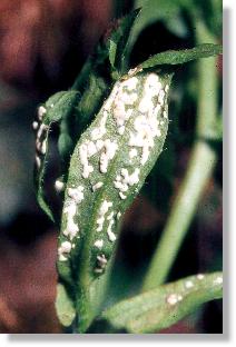Pilzgalle des Weien Rostes (Albugo candida) auf Hirtentschelkraut