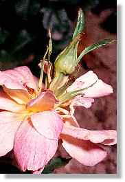 Teratum an einer Gartenrose: durchgewachsene Blüte